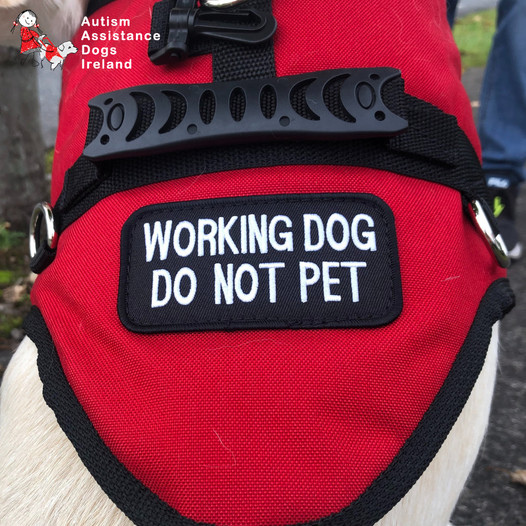 autismdogsirl's tweet photo. 🦮 Friendly Reminder!

When you see an #AssistanceDog in a red jacket, they’re on duty! � Please don’t pet or distract them—they’re keeping their companion safe.

Thank you for your support! �💛
#AADI #WorkingDogs #DoNotDistract #ChangingLives https://t.co/OGZcahgEMY