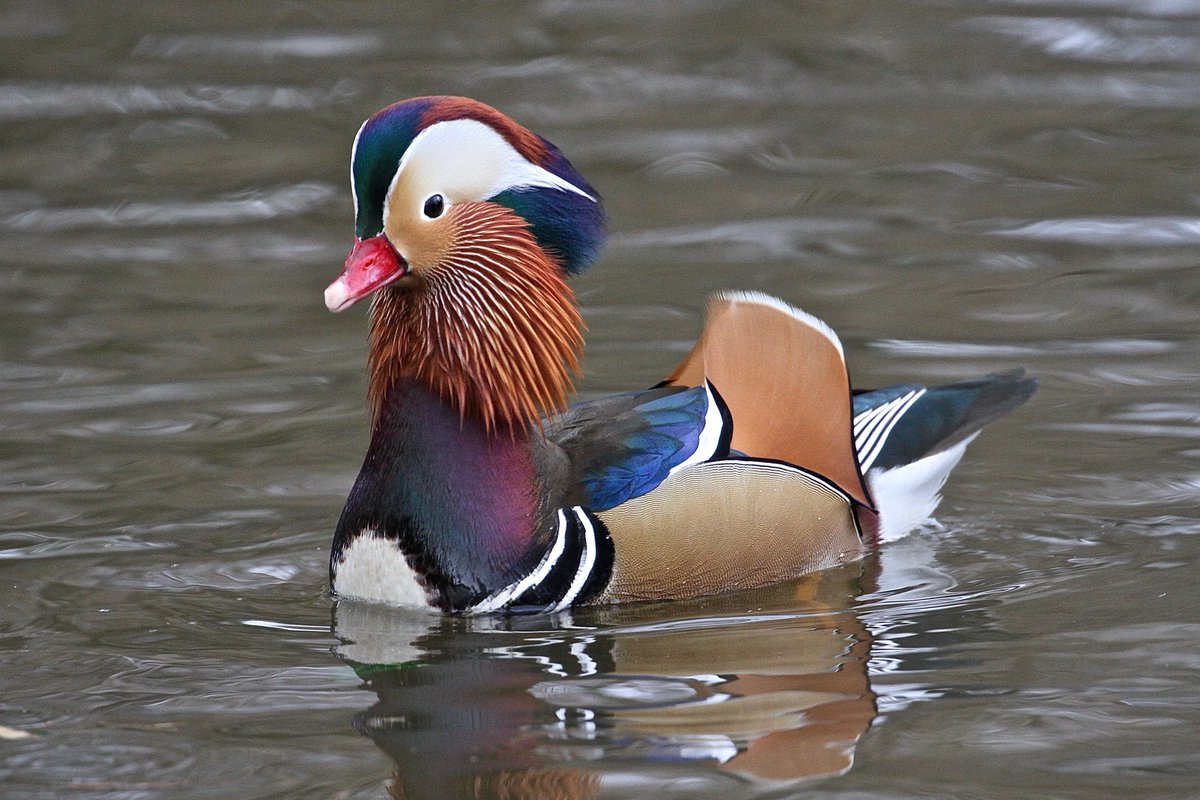 Mandarin ducks! Different to the ducks we usually talk about at BARI, but still worth admiring 😍

Although non-native, they don't cause issues to our wildlife as they use different habitat, meaning we can enjoy when they decide to spend some time in Poole Park.

📷 Toby Cowell