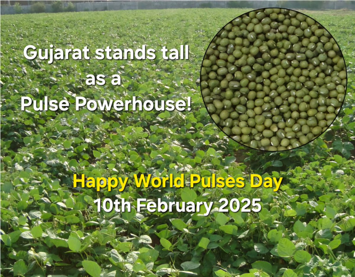 narottamsahoo's tweet image. #Gujarat stands tall as a pulse powerhouse, leading in tur and gram productivity while cultivating a rich variety - #chana, #moong, #urad, #tur, #gram and more!

With exports doubling #sustainablefarming on the rise, pulses are driving #foodsecurity and #soilhealth.

On
