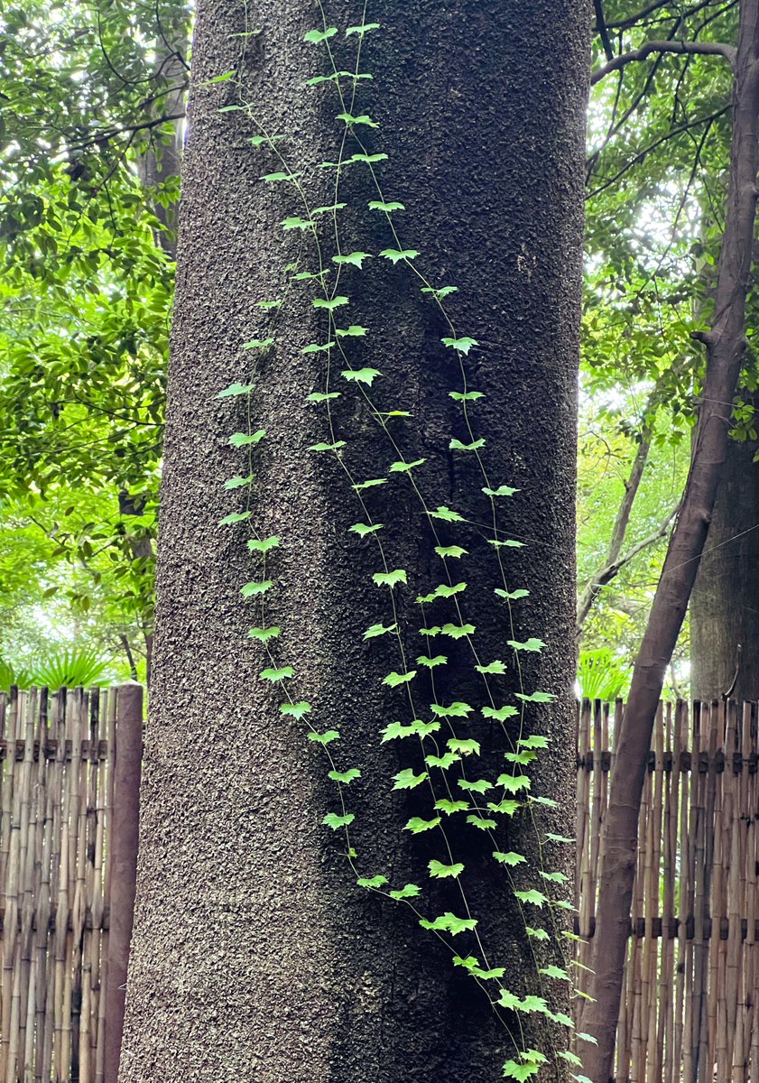 Destinybein8's tweet photo. A tiny vines climbing the mighty tree, must be a long journey😍 one step at a time

Art of noticing all the little things ❤️

#smallefforts #littlethingsinlife #lookaround https://t.co/OArugLSmIO
