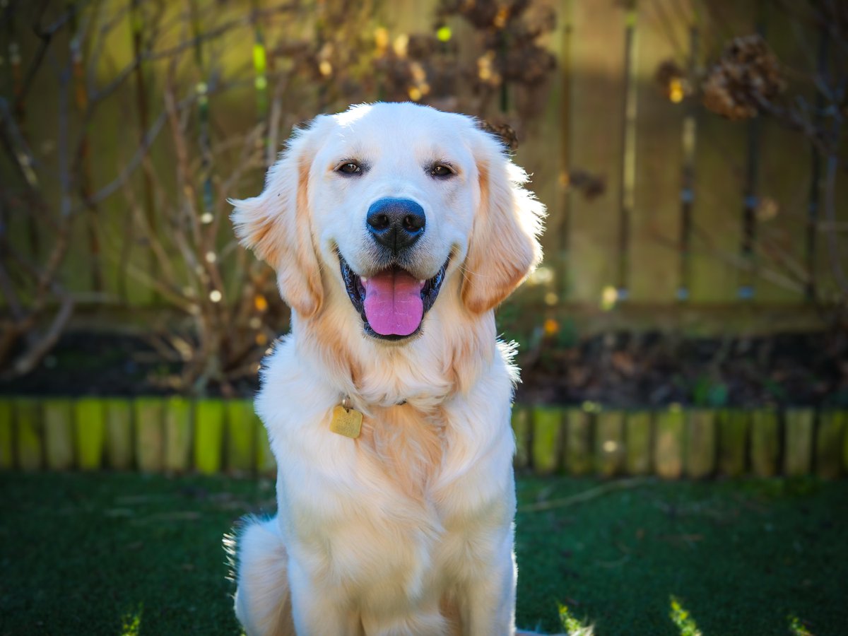Forgot to keep up with posting the Guide Dog Puppies we’ve been short-term fostering since October so here they all are. We are due to get our own GDP to puppy raise next month 🤞🏻🦮