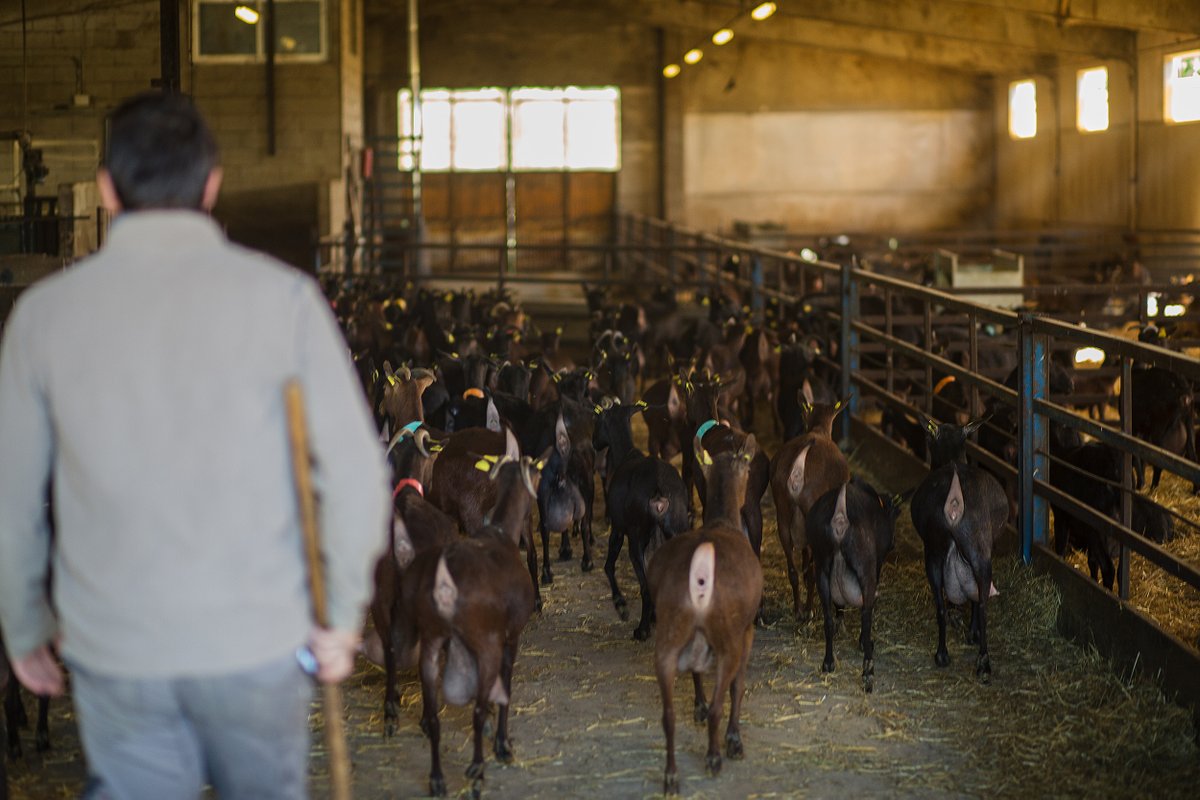 Cada dia hi ha ramaders i ramaderes que cuiden i mimen les cabres perquè ens ofereixin una llet espectacular. 🥰💪Una feina sacrificada, però que tots ells fan amb molta passió!

#lletdecabrescatalanes