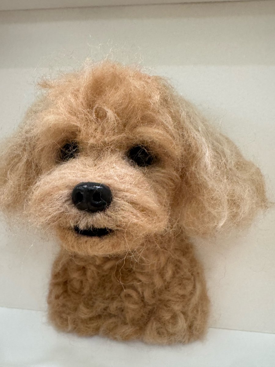 6mixxbbl's tweet image. 250210 🐻🫧 5:49PM

🐻 📸
🐻 Coco that Sol gave me as a gift
🐻 Such a warm-hearted Sol