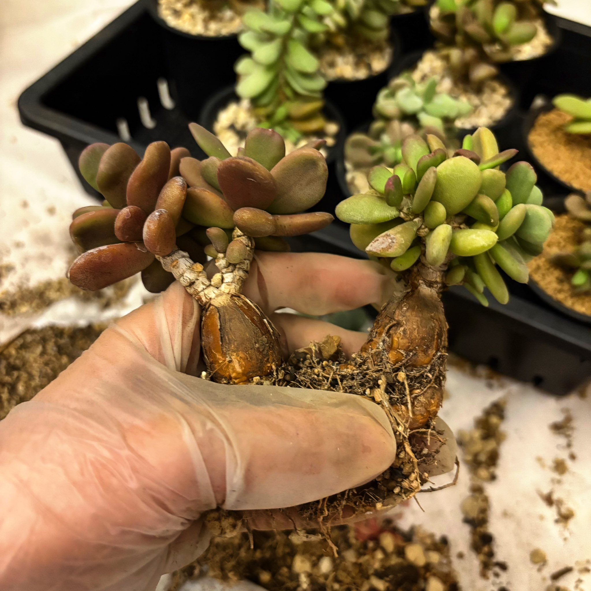 つーさん専用 カワサキ ZX-6R KRT EDITION 2023年式 2BL-ZX636Gの諸元