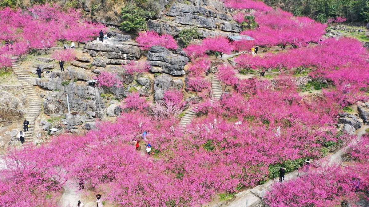 GorgeousYichang's tweet photo. 👣Now is the perfect time to stroll through the hills ⛰️of Xialaoxi. The spectacular pink blossoms 🌼are expected to last until the end of March.
#spring #Yichang #travelchina #plum #plumtrees https://t.co/o8f9ZgFaWJ