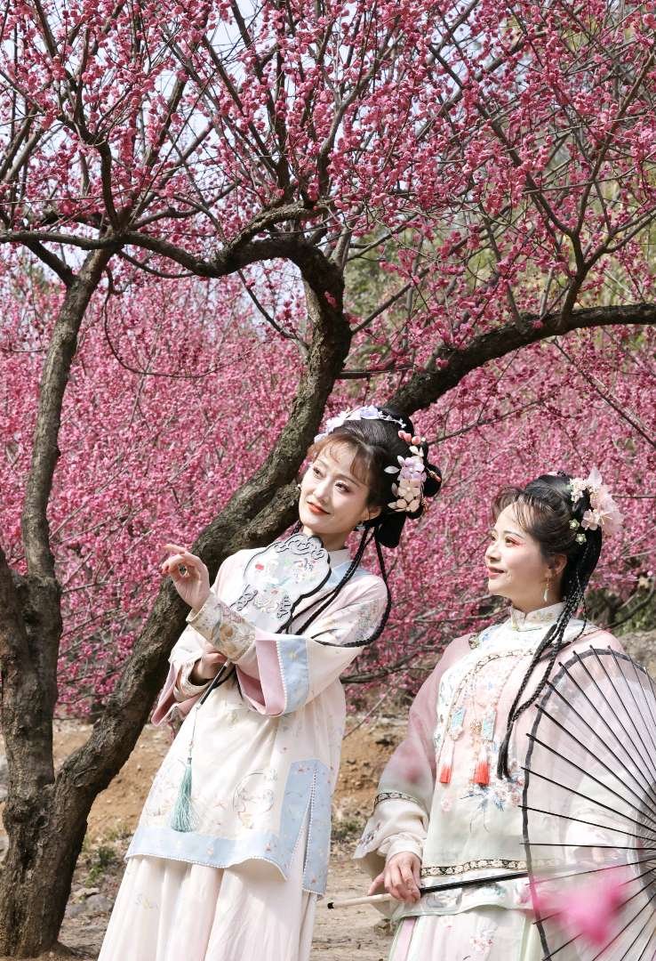 GorgeousYichang's tweet photo. 👣Now is the perfect time to stroll through the hills ⛰️of Xialaoxi. The spectacular pink blossoms 🌼are expected to last until the end of March.
#spring #Yichang #travelchina #plum #plumtrees https://t.co/o8f9ZgFaWJ