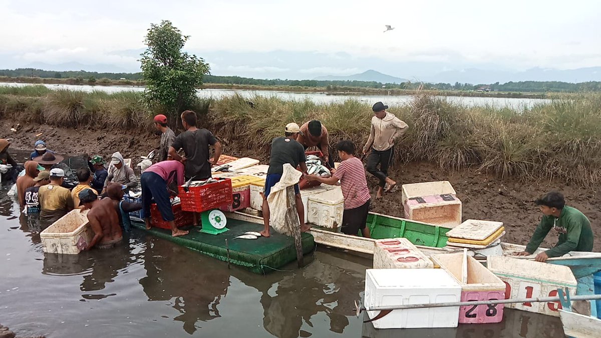 75Rusdi1's tweet photo. Senin (10/2/2025) Muhammad Rusdi Amin, S.Pi Luhkan Luwu mendampingi anggota Pokdakan Salusussang Desa Bassiang Timur panen ikan bandeng sebanyak 3.000 kg size 3 ekor/kg Rp. 19.000/kg
#GiatLuhkanSatminkalMaros
#luhlapor
#panen
@BRPBAP3_Maros https://t.co/4CBSJsxwU0