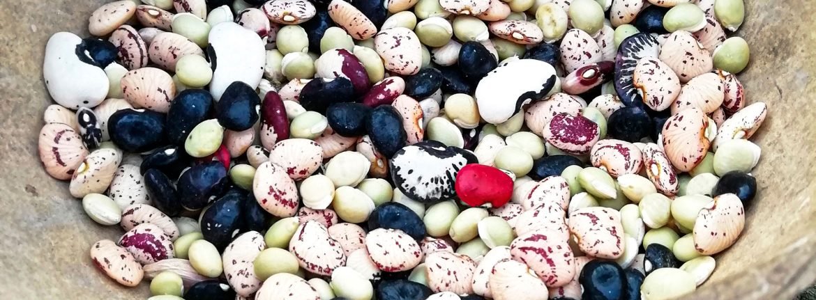 #10Feb Día Mundial de las Legumbres

¿Tiempo de tapiramas  

Comemos leguminosas desde hace miles de años. Algunas de ellas fueron relegadas al olvido por las dinámicas industriales.

✍️<a href="/JRobertoDuque/">José Roberto Duque</a> 
📸<a href="/LaLheorana/">Lheorana González</a> 

📰 lainventadera.com/2024/03/25/tie…