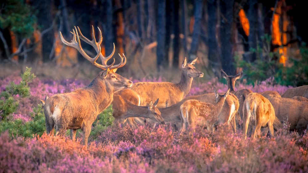 DutchFlyGuys tweet media