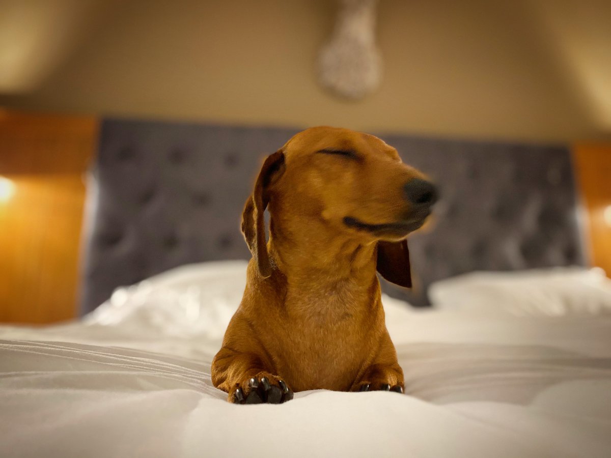 DutchFlyGuys tweet media