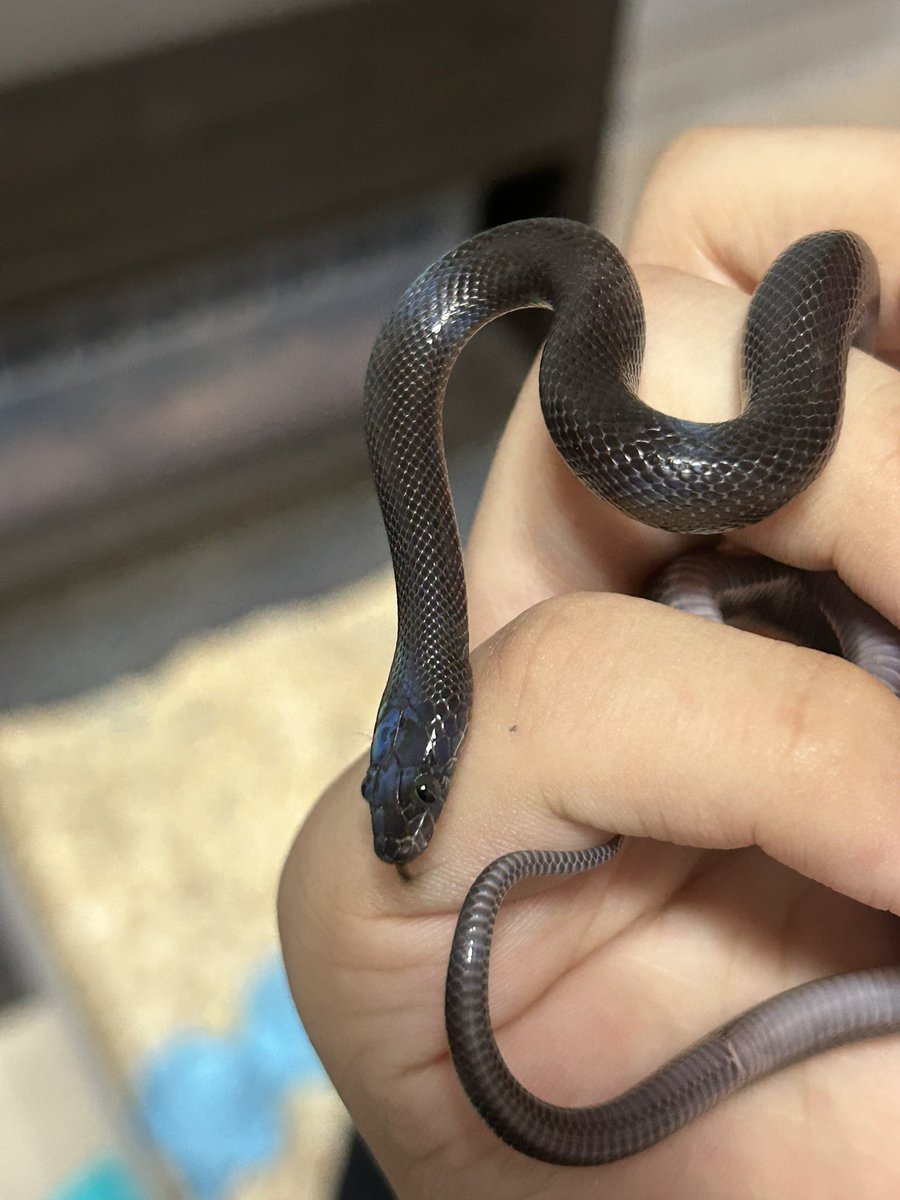 곧 이무기될것가태