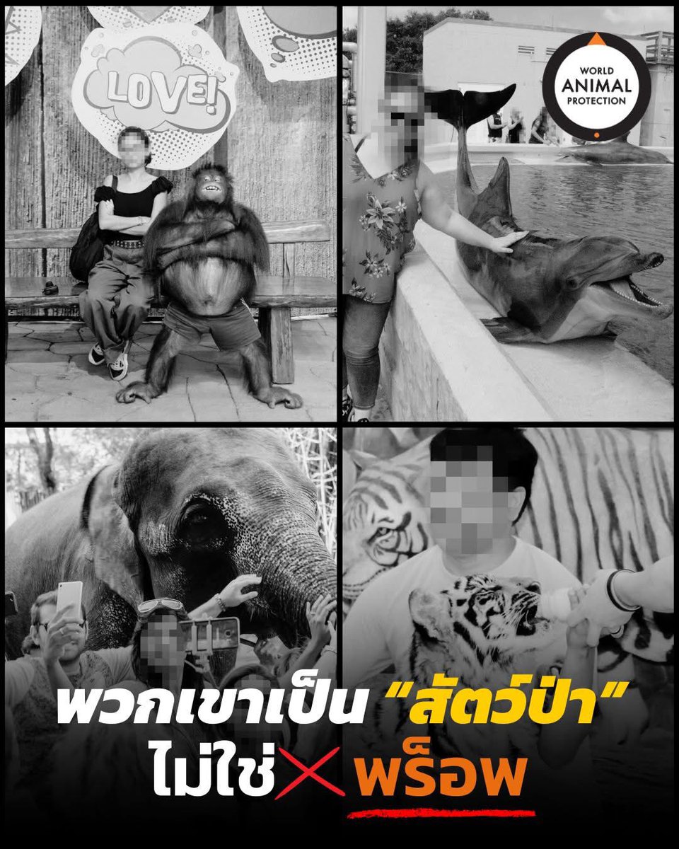 #สัตว์ป่าไม่ใช่พร็อพถ่ายรูป 📸🚫 แค่ภาพเดียวของคุณ แต่มันคือความทุกข์ทั้งชีวิตของพวกเขา💔😢📷
ความต้องการของนักท่องเที่ยวคือตัวแปรสำคัญ ที่ทำให้ธุรกิจท่องเที่ยวที่ใช้สัตว์ป่าเพื่อความบันเทิงเติบโตขึ้น สัตว์ต่างๆต้องถูกขัง ถูกทารุณ และใช้ชีวิตห่างไกลจากธรรมชาติ