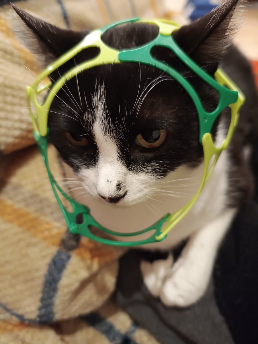 38_cat's tweet photo. 嫌がらない猫と、嫌がる猫。#ワミー #wammy https://t.co/eKQ4aJg4H9