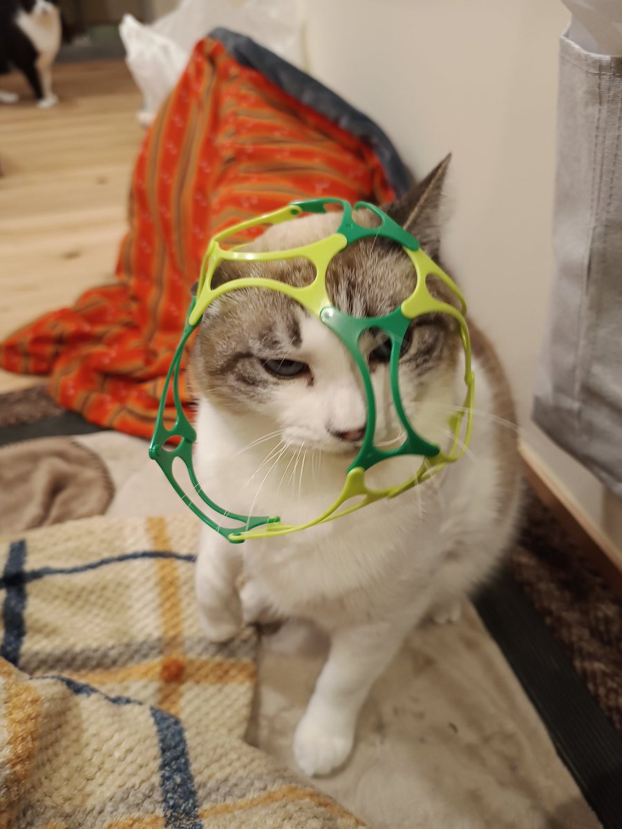 38_cat's tweet photo. 嫌がらない猫と、嫌がる猫。#ワミー #wammy https://t.co/eKQ4aJg4H9