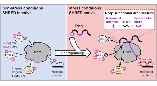 The EMBO Journal tweet media