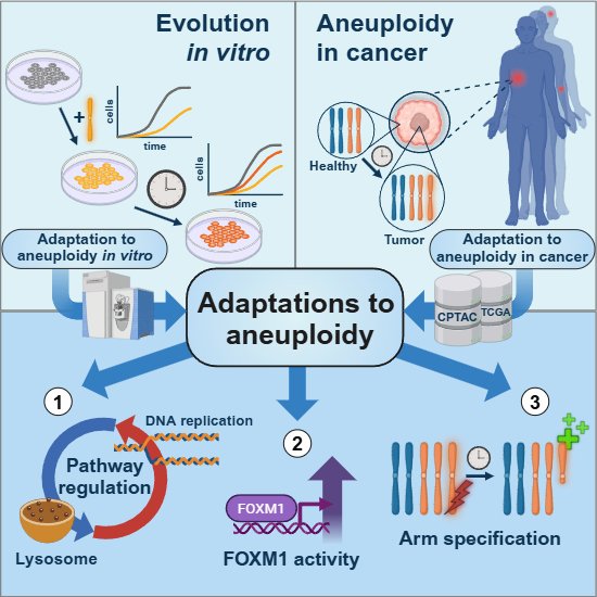 The EMBO Journal (@embojournal) on Twitter photo Proteogenomic analysis of evolved aneuploid cell lines & primary tumors reveals adaptive strategies for alleviating the consequences of aneuploidy in cancer – including increased expression of DNA replication and repair factors
<a href="/ZStorchova/">Zuzana Storchova</a> and coworkers
embopress.org/doi/full/10.10… Proteogenomic analysis of evolved aneuploid cell lines & primary tumors reveals adaptive strategies for alleviating the consequences of aneuploidy in cancer – including increased expression of DNA replication and repair factors
<a href="/ZStorchova/">Zuzana Storchova</a> and coworkers
embopress.org/doi/full/10.10…