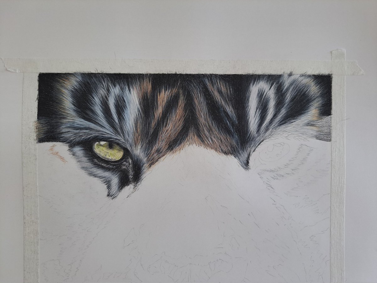 Tiger begun...