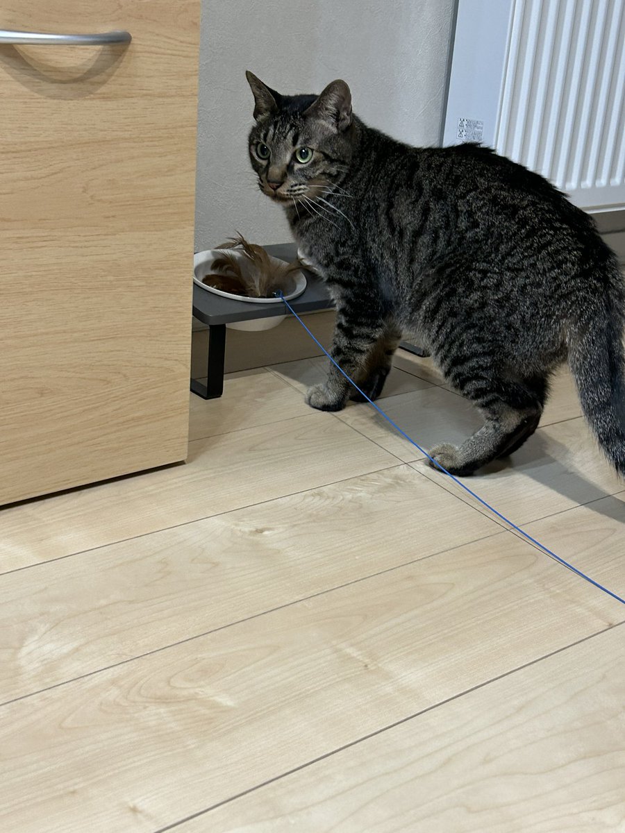 すぐおもちゃにごはん食べさせようとする