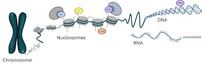 Globalise your research work on #Epigenetics: Research into how environmental factors can modify #gene expression without changing the #DNA sequence offers insights into #diabetes #prevention and treatment.