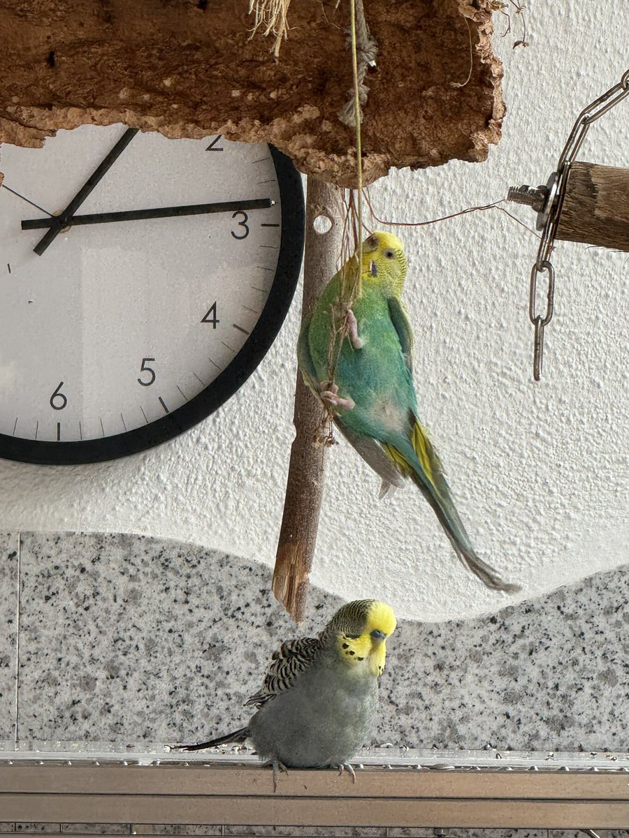 Leben am Limit 😂oder am Seidenen Faden hängen 😂😂