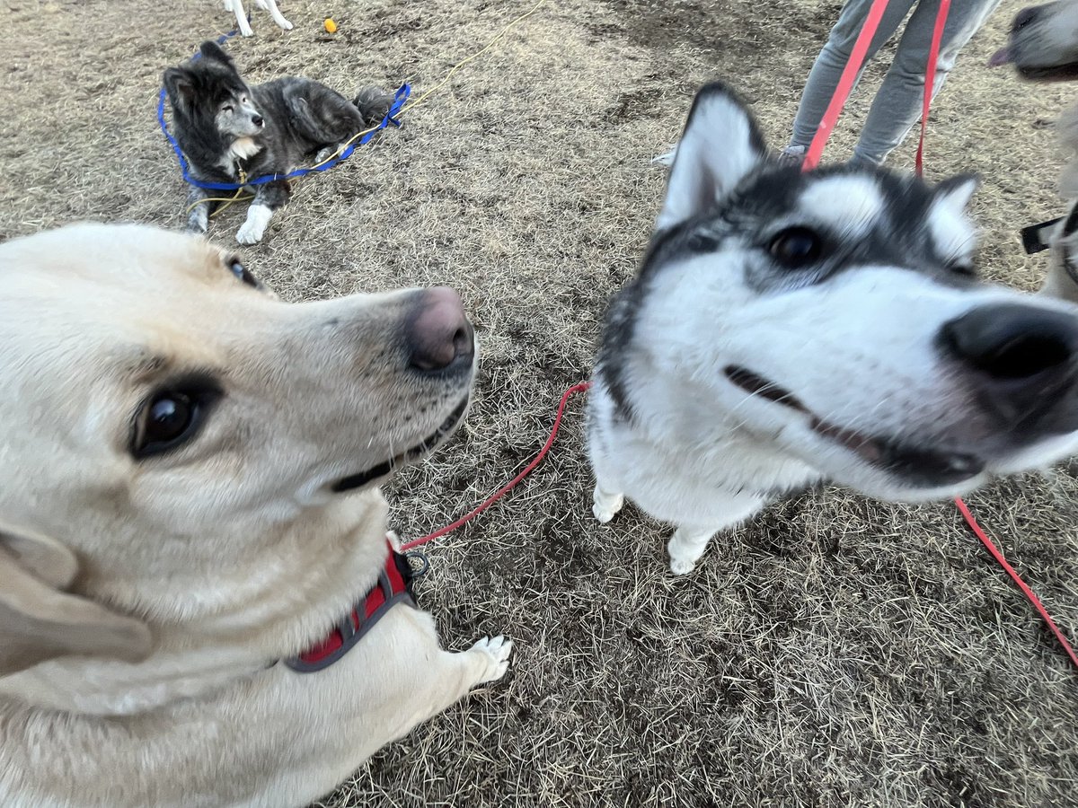 今日はいつも仲良くしていただいてる大型犬4頭と遊んできましたー💕
遊び方迫力ありまくり😂　ベルもたくさん走ってたくさん吠えて楽しそうでした💕
#ハスキー　#ラブラドール #ゴールデン #秋田犬