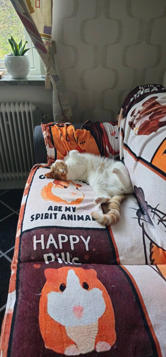 Elmatoor's tweet photo. @ShouldHaveCat https://t.co/QpMS6AKk3T