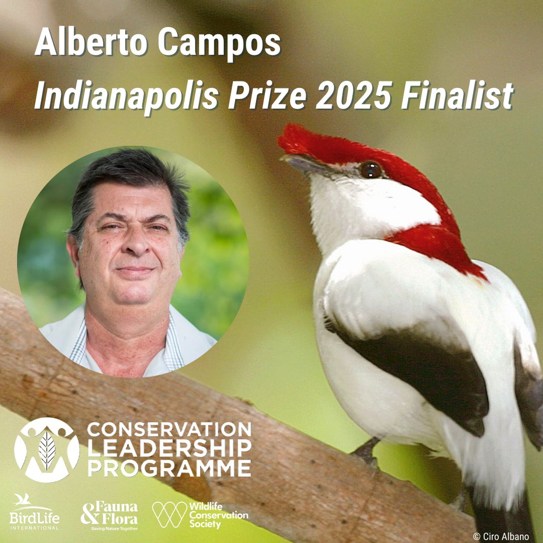 Conservation Leadership Programme (CLP) (@clpawards) on Twitter photo Exciting news for CLP alum Alberto Campos who has been named one of six Finalists for the <a href="/IndyPrize/">Indianapolis Prize</a> 2025! 🎉🥳 Exciting news for CLP alum Alberto Campos who has been named one of six Finalists for the <a href="/IndyPrize/">Indianapolis Prize</a> 2025! 🎉🥳