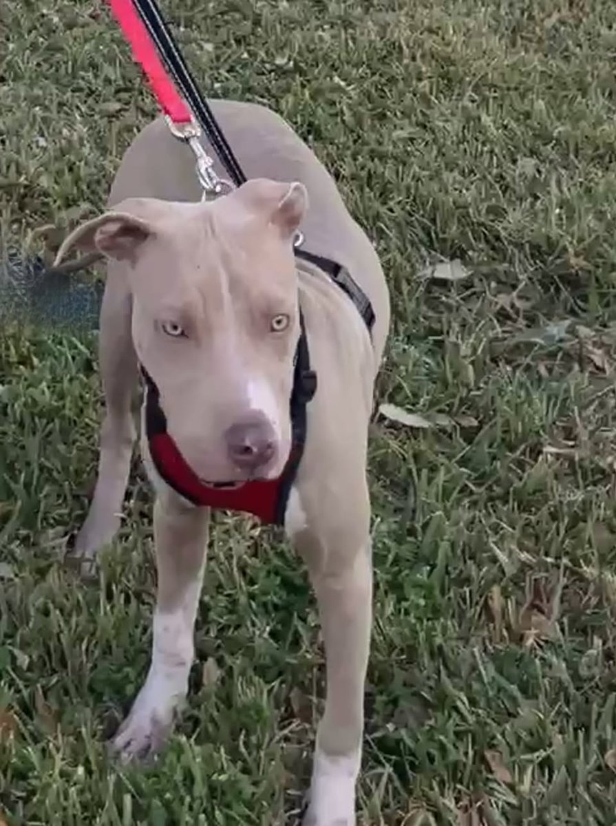 Animal Relief Foundation Aruba (@arf_aruba) on Twitter photo Beautiful Aruba rescue Boomer needs a forever home. He's in a Florida foster. Adoption app: arf-aruba.com, email: info@arf-aruba.com Beautiful Aruba rescue Boomer needs a forever home. He's in a Florida foster. Adoption app: arf-aruba.com, email: info@arf-aruba.com
