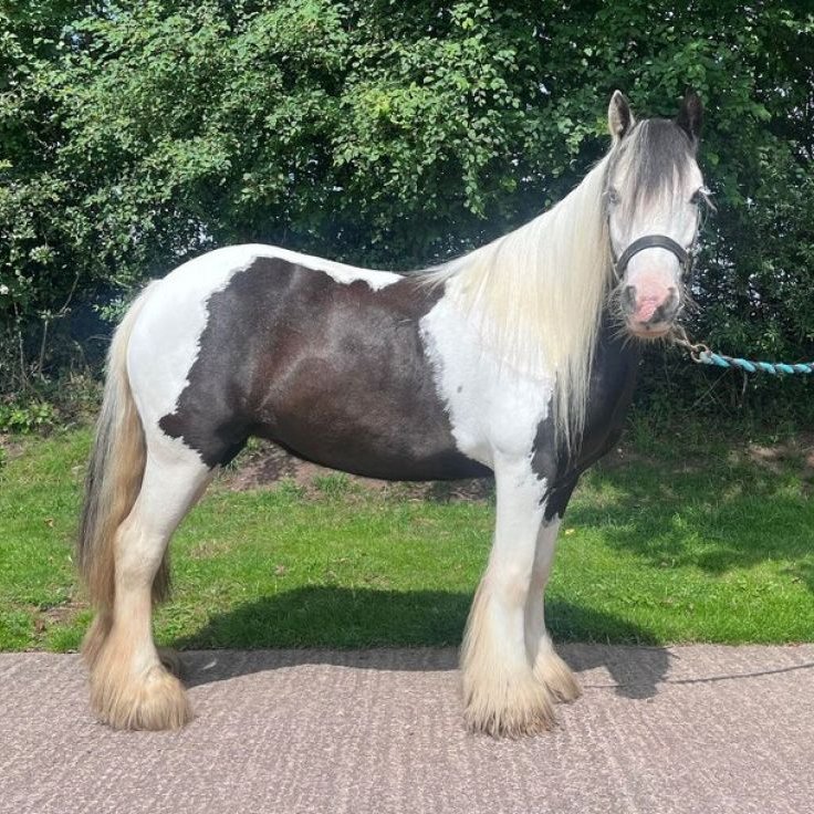National Equine Welfare Council (NEWC) (@nationalewc) on Twitter photo 🐴 Rescued pony, Wispa, is looking for her forever home. Wispa has been cared for by the amazing team at <a href="/oaktreeanimals/">Oak Tree Animals' Charity</a> & now it's time for her to find the perfect family to share her life with 💙
🏡 Could you give Wispa the love & care she deserves? 👉 tinyurl.com/4frz5cje 🐴 Rescued pony, Wispa, is looking for her forever home. Wispa has been cared for by the amazing team at <a href="/oaktreeanimals/">Oak Tree Animals' Charity</a> & now it's time for her to find the perfect family to share her life with 💙
🏡 Could you give Wispa the love & care she deserves? 👉 tinyurl.com/4frz5cje
