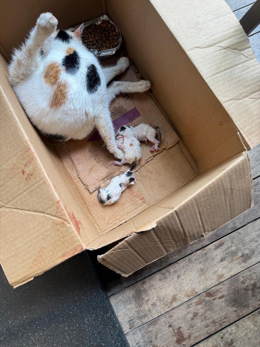 Çok acil Maltepe Süreyyapaşa’da bi restorantta kedi doğurmuş  yavruların ölmemesi için acil güvenli yuva arıyoruz
