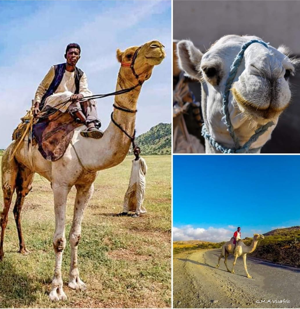 GhideonMusa's tweet photo. #Eritrea ገመል ሩባ ምዖ ፡ ገመለይ ገመለይ እዛ ጥዕምቲ ስማ ብማዕዶ ትልለ እዛ በዓልቲ ግርማ...
ገመለይ ናይ ሃገር ኣርማ ፡ ገመለይ ገመል ኤረትራ https://t.co/9eBkS65G2W