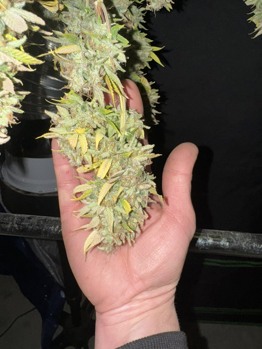 MidWestGrowShow's tweet photo. Barney’s Farm Acapulco Gold
Get your seeds here👉 https://t.co/Qb8VS5TwHj
This is a photoperiod feminized
#fyp #viralvideo #AcapulcoGold #BarneysFarm #cannabisculture #420life #420community #WeedLovers https://t.co/eB0x5prINW