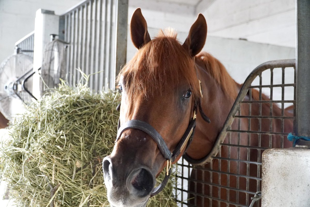 Belladonna Racing Partnership tweet media