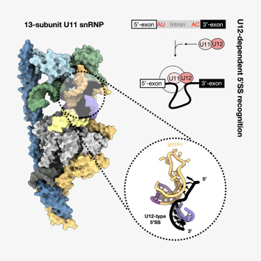 Structural basis of 5′ splice site recognition by the minor spliceosome dlvr.it/THtryt