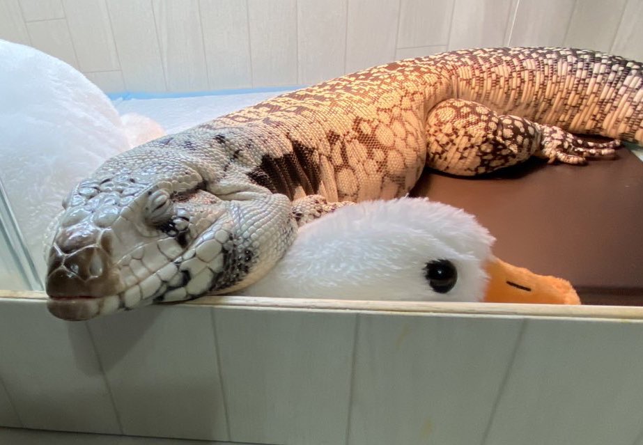 ashley_lizard's tweet image. よしやくん、今日も出勤しています