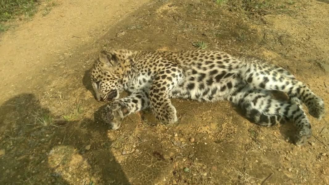 leopocon's tweet photo. The carcass of a Leopard discovered earlier at Mayfield Estate in Hatton today, has succumbed to the injuries believed to have occurred by a vehicular involved incident. This marks the 4th Death reported for the year. @AzzamAmeen @SriLankaTweet @PantheraCats
#SriLanka #Wildlife https://t.co/yxUMvC2nRM