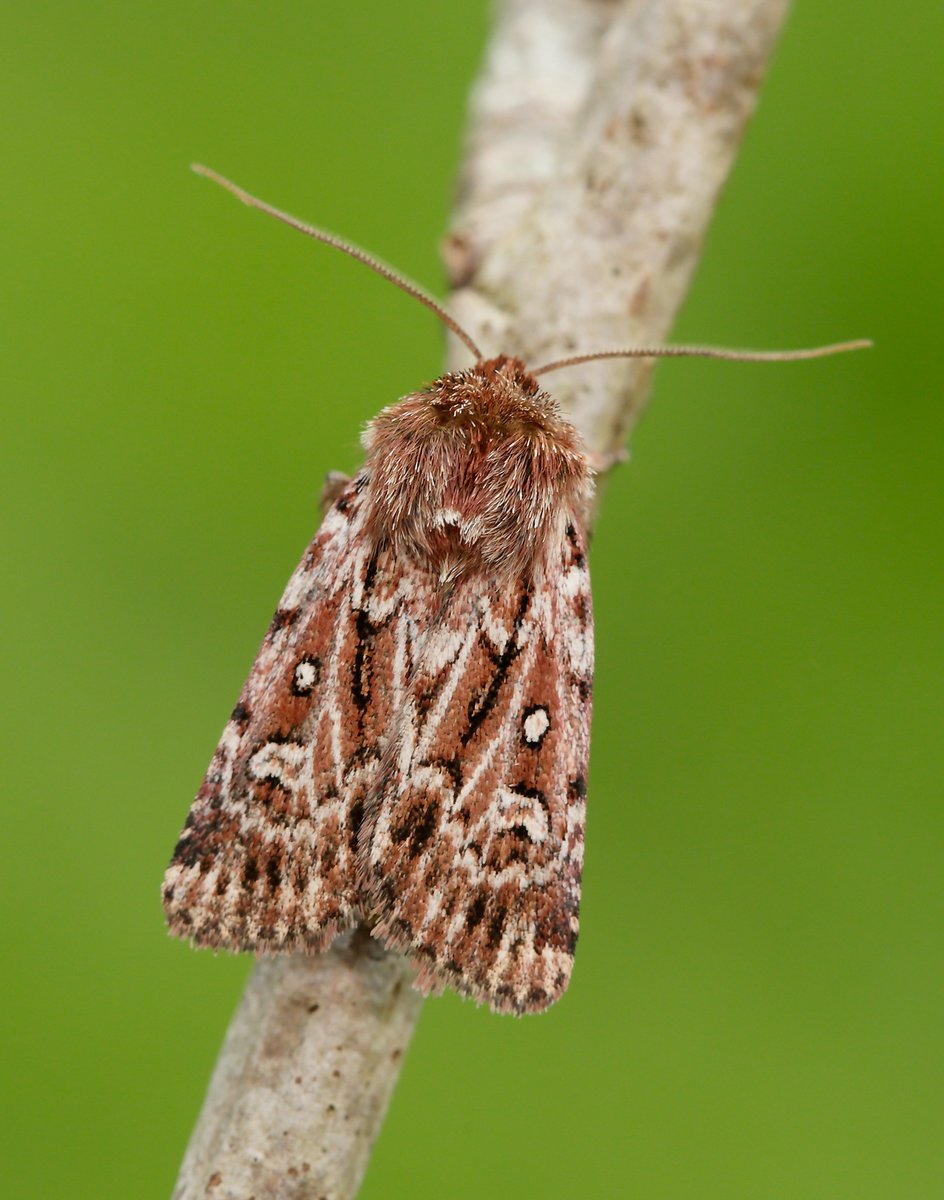 savebutterflies's tweet image. Meet the romantically named True Lover&apos;s Knot (Lycophotia porphyria) 😍

Look out for the adults nectaring on Heather flowers on bright, sunny days in summer. Their caterpillars also feed on various Heathers.

📷: Iain H Leach, Ilia Ustyantsev
#MothMonday #MothsMatter