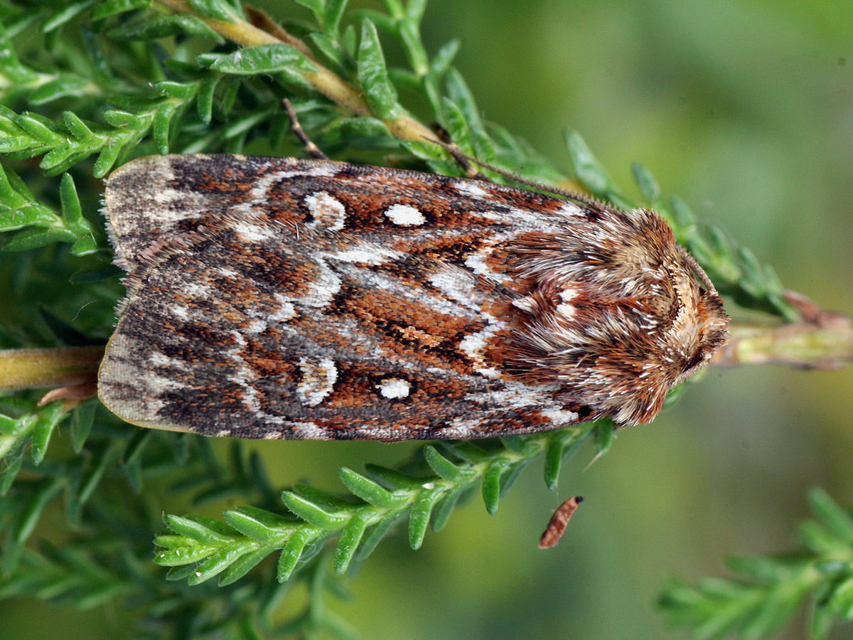 savebutterflies's tweet image. Meet the romantically named True Lover&apos;s Knot (Lycophotia porphyria) 😍

Look out for the adults nectaring on Heather flowers on bright, sunny days in summer. Their caterpillars also feed on various Heathers.

📷: Iain H Leach, Ilia Ustyantsev
#MothMonday #MothsMatter