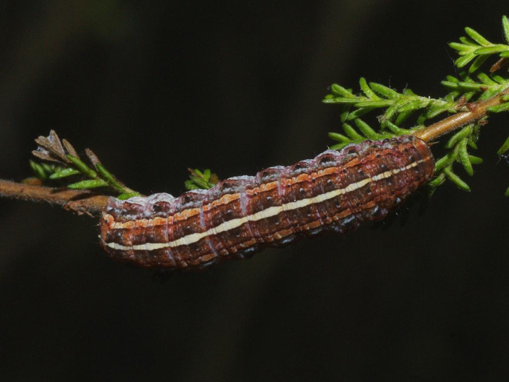 savebutterflies's tweet image. Meet the romantically named True Lover&apos;s Knot (Lycophotia porphyria) 😍

Look out for the adults nectaring on Heather flowers on bright, sunny days in summer. Their caterpillars also feed on various Heathers.

📷: Iain H Leach, Ilia Ustyantsev
#MothMonday #MothsMatter