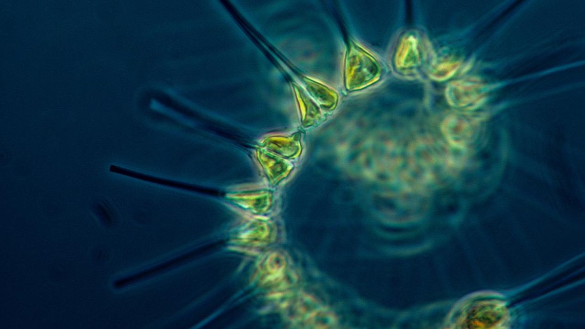 Join us for the 37th PlyMSEF Plymouth Marine Science Medal Lecture, on our main campus. 🦠

Entitled 'Marine picocyanobacteria and the global C cycle – the beauty in small things revealed!

➡️ March 6

Register here 👇plymouth.ac.uk/whats-on/plyms…