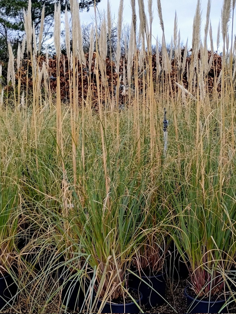 **WHOLESALE SPECIAL OFFER**
Cortaderia selloana 15L. Contact your sales manager for prices.
.
#specialoffer #wholesaleoffer #cortaderia #pampas #pampasgrass #ornamentalgrass