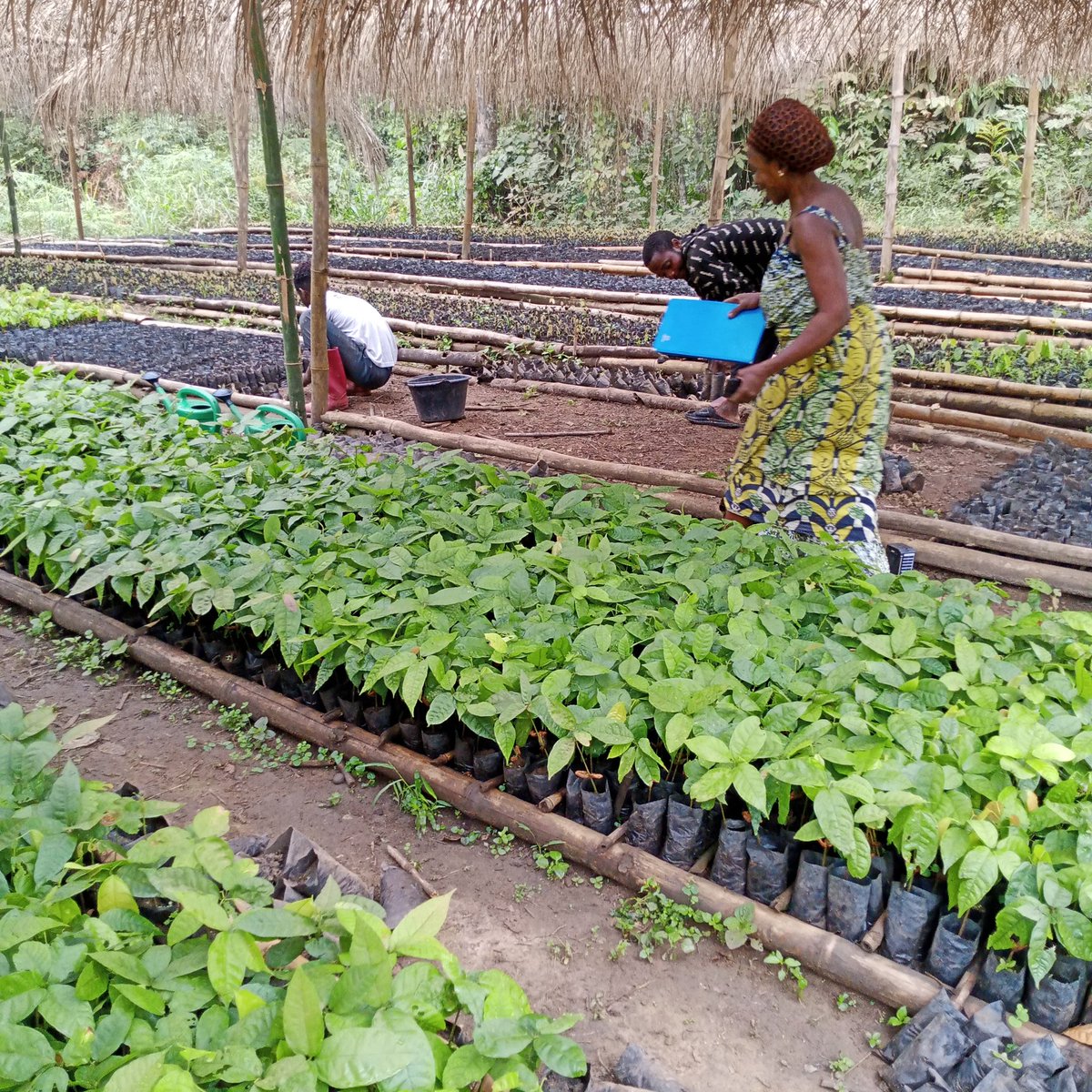 DominiqueK89097's tweet photo. La saison sèche est le moment le plus crucial pour maintenir l'arrosage de nos plantules de cacaoyer qui seront planté cette année en province de la Tshopo https://t.co/xDXhRb8xhz