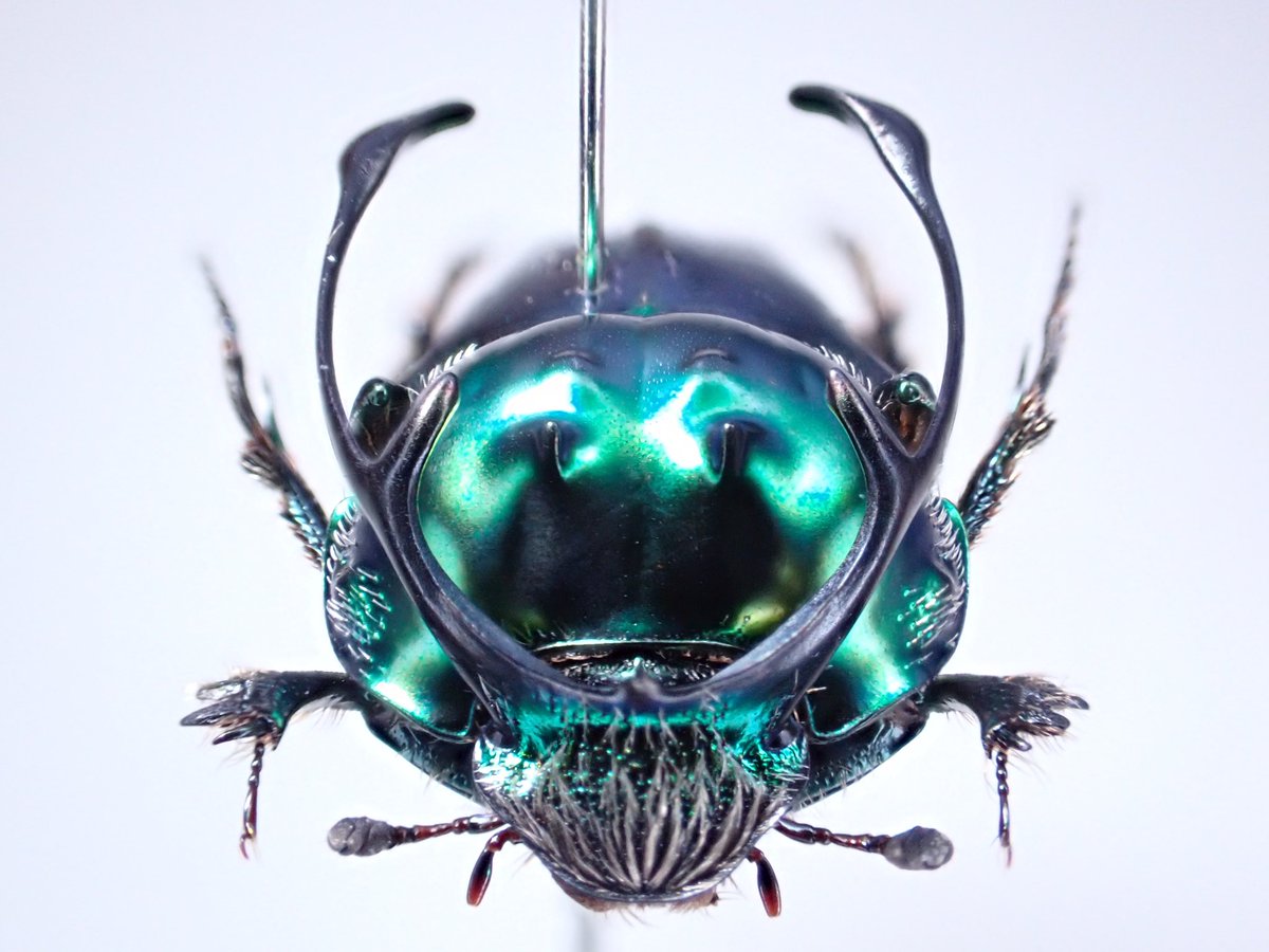 アフリカのエンマコガネ３　.Proagoderus tricornifrons エンマコガネの仲間（SOLD） | 昆虫標本 Diggers & Rollers