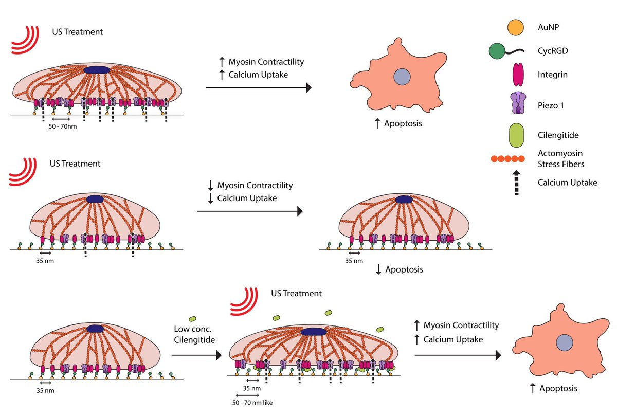 Nano Letters (@nanoletters) on Twitter photo 🔓 #OpenAccess: "Nanoscale Ligand Spacing Regulates Mechanical Force-Induced Cancer Cell Killing" by Veena et al.
<a href="/iiscbangalore/">IISc Bangalore</a> <a href="/BE_IISc/">BE, IISc</a> <a href="/AjayTijore/">Ajay Tijore</a> <a href="/nano_jenn/">Jennifer Young</a> <a href="/MBIsg/">Mechanobiology Institute</a> <a href="/S_ManasaVeena/">Manasa Veena</a>
go.acs.org/cgX 🔓 #OpenAccess: "Nanoscale Ligand Spacing Regulates Mechanical Force-Induced Cancer Cell Killing" by Veena et al.
<a href="/iiscbangalore/">IISc Bangalore</a> <a href="/BE_IISc/">BE, IISc</a> <a href="/AjayTijore/">Ajay Tijore</a> <a href="/nano_jenn/">Jennifer Young</a> <a href="/MBIsg/">Mechanobiology Institute</a> <a href="/S_ManasaVeena/">Manasa Veena</a>
go.acs.org/cgX