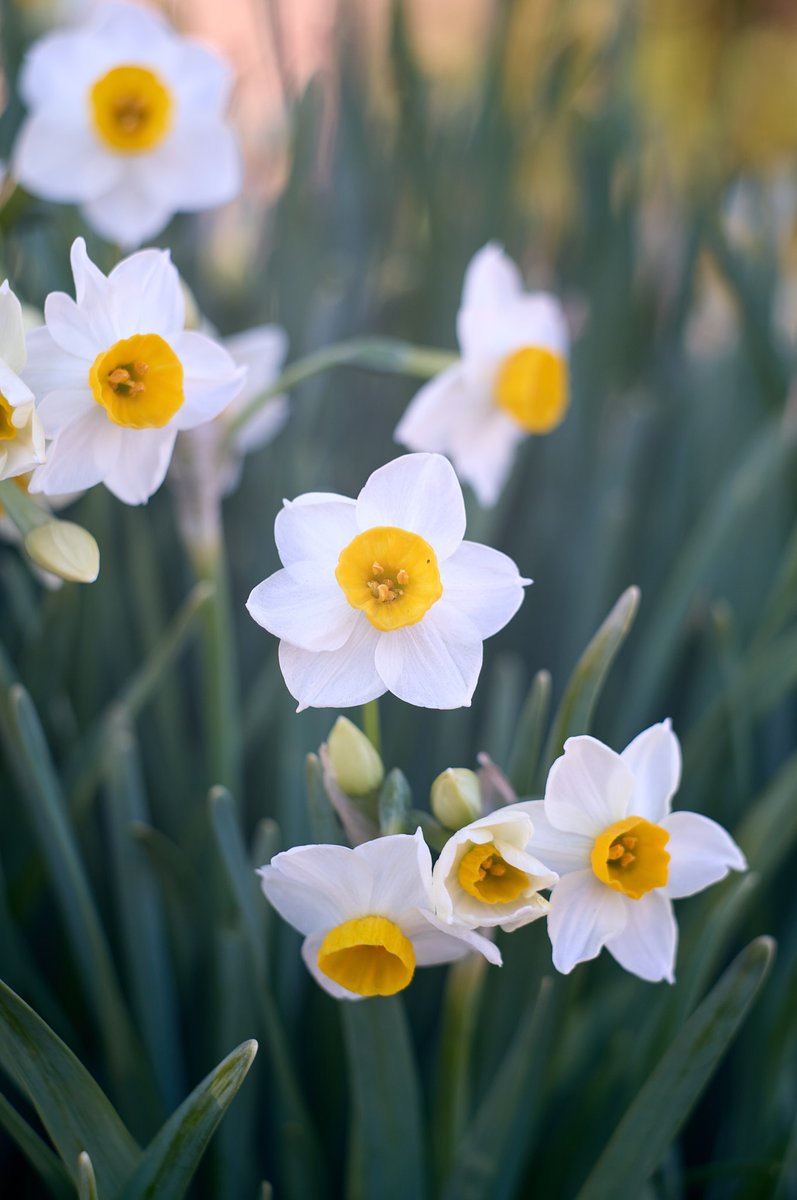 tsurane's tweet photo. 水仙
sigma fp l
Meopta Tele-Mirar 90mm/f4.5
#水仙 #スイセン #narcissus
#メオプタ #テレミラー #meopta #telemirar #telemirar90
#sigma #sigmafpl
#オールドレンズ #oldlens #vintagelens
#NoWar https://t.co/uYZCAZbUvX