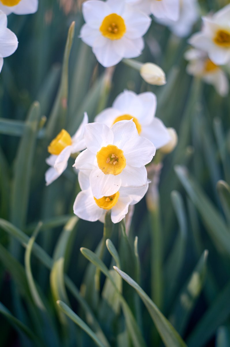 tsurane's tweet photo. 水仙
sigma fp l
Meopta Tele-Mirar 90mm/f4.5
#水仙 #スイセン #narcissus
#メオプタ #テレミラー #meopta #telemirar #telemirar90
#sigma #sigmafpl
#オールドレンズ #oldlens #vintagelens
#NoWar https://t.co/uYZCAZbUvX