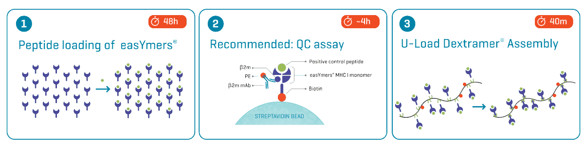 DIY #Dextramer®! The U-Load #Dextramer® assembly protocol (MHC I) now includes illustrative graphics for a visual workflow overview. ✔️

We recommend including the quality control assay to determine the relative peptide loading efficiency. 

Download now: eu1.hubs.ly/H0gx_D80