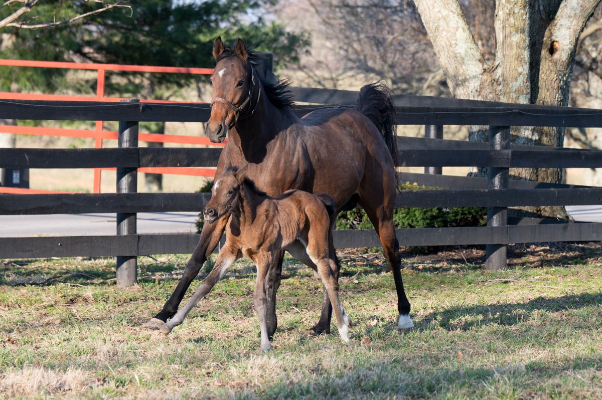 TaylorMadeSales's tweet photo. WEEKENDRECAP: #TMRAISED PRINCESS EM TOO, 👑 powered home to break her maiden, with #TMGRADS LA FANTASTICA & GOOD GAME taking 2nd & 3rd for a #TaylorMade Trifecta! Congrats to all of the connections!
O: Evan Trommer & Agave Racing
B: Evan Trommer, CDM Bloodstock & Crocket Farm https://t.co/Q3Bo4HO4P4