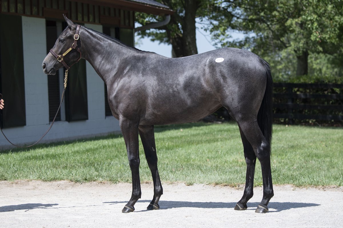 TaylorMadeSales's tweet photo. WEEKENDRECAP: #TMRAISED PRINCESS EM TOO, 👑 powered home to break her maiden, with #TMGRADS LA FANTASTICA & GOOD GAME taking 2nd & 3rd for a #TaylorMade Trifecta! Congrats to all of the connections!
O: Evan Trommer & Agave Racing
B: Evan Trommer, CDM Bloodstock & Crocket Farm https://t.co/Q3Bo4HO4P4