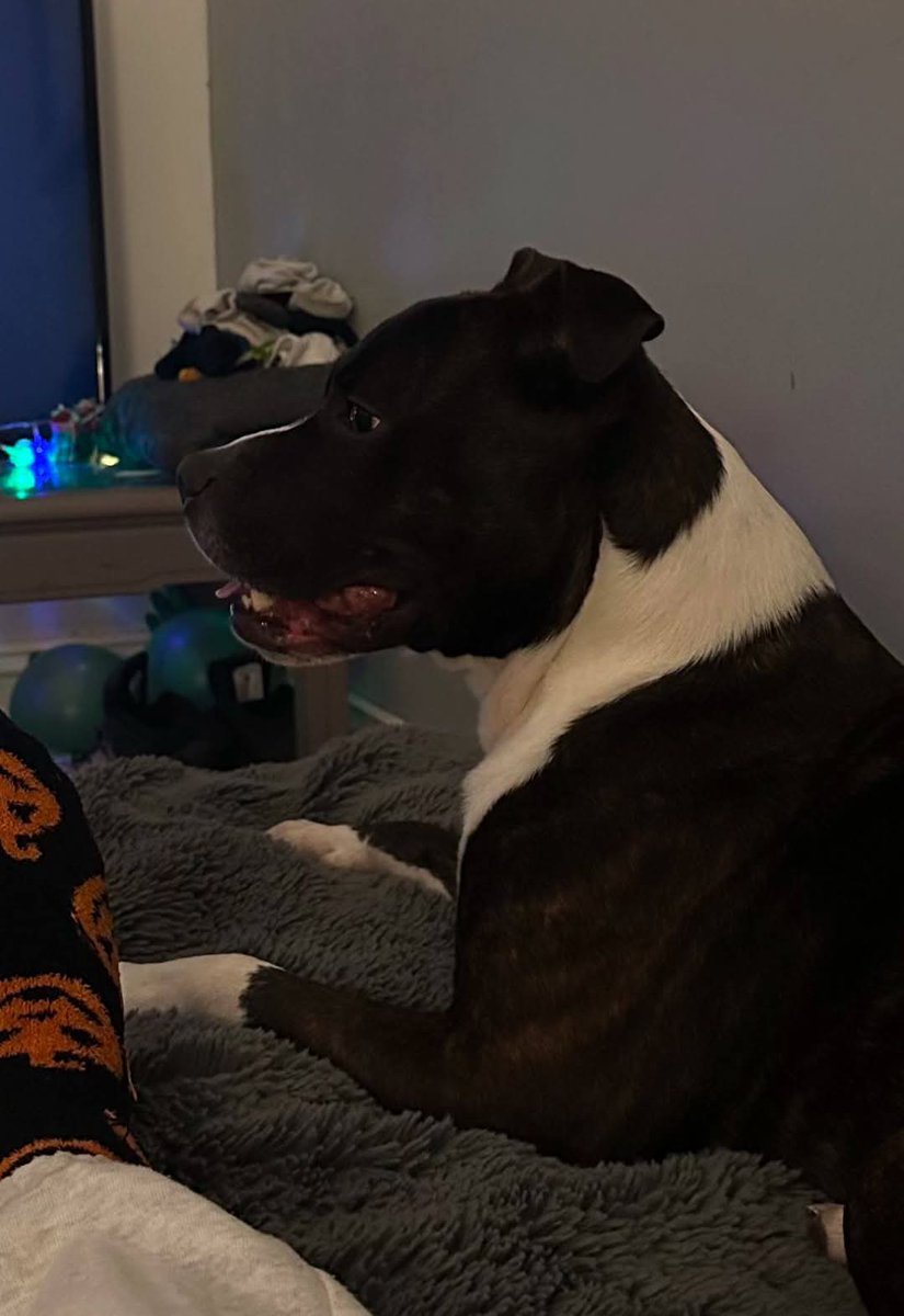 MissingPetsGB's tweet image. JOEY went missing 31 January. Possibly he was seen in #Boscombe high street with a man on a bike with skateboards shortly after going missing.
Any information at all would be greatly appreciated or any CCTV in Boscombe on Friday 31 Jan to locate the man may have been seen with